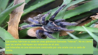 Las arañas fabrican su seda en unas glándulas llamadas “hileras”. No es cierto
que las arañas fabriquen sus telarañas en el ano.
Las telarañas es una estructura construida por una araña con su seda de
araña.
 