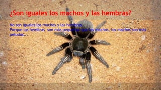 ¿Son iguales los machos y las hembras?
No son iguales los machos y las hembras.
Porque las hembras son más pequeñas que los machos, los machos son más
peludos...
 