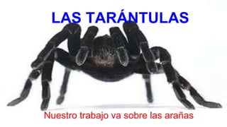 LAS TARÁNTULAS
Nuestro trabajo va sobre las arañas
 