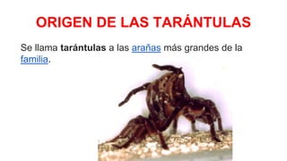 ORIGEN DE LAS TARÁNTULAS
Se llama tarántulas a las arañas más grandes de la
familia.
 