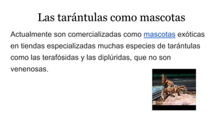 Las tarántulas como mascotas
Actualmente son comercializadas como mascotas exóticas
en tiendas especializadas muchas especies de tarántulas
como las terafósidas y las diplúridas, que no son
venenosas.
 