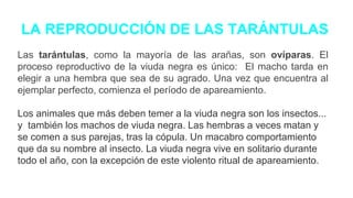 LA REPRODUCCIÓN DE LAS TARÁNTULAS
Las tarántulas, como la mayoría de las arañas, son ovíparas. El
proceso reproductivo de la viuda negra es único: El macho tarda en
elegir a una hembra que sea de su agrado. Una vez que encuentra al
ejemplar perfecto, comienza el período de apareamiento.
Los animales que más deben temer a la viuda negra son los insectos...
y también los machos de viuda negra. Las hembras a veces matan y
se comen a sus parejas, tras la cópula. Un macabro comportamiento
que da su nombre al insecto. La viuda negra vive en solitario durante
todo el año, con la excepción de este violento ritual de apareamiento.
 