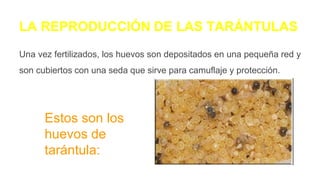 LA REPRODUCCIÓN DE LAS TARÁNTULAS
Una vez fertilizados, los huevos son depositados en una pequeña red y
son cubiertos con una seda que sirve para camuflaje y protección.
Estos son los
huevos de
tarántula:
 