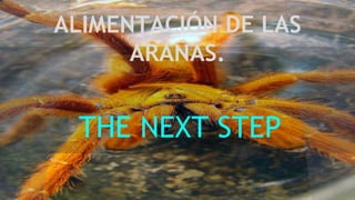 ALIMENTACIÓN DE LAS
ARAÑAS.
THE NEXT STEP
 