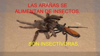 LAS ARAÑAS SE
ALIMENTAN DE INSECTOS.
SÓN INSECTÍVORAS.
 