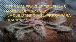 OTRA MANERA QUE TIENEN LAS
ARAÑAS DE CAZAR ES
INMOVILIZANDO A SU PRESA PARA
PICARLA.
 