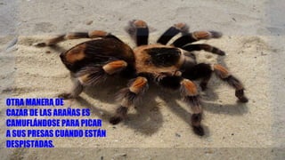 OTRA MANERA DE
CAZAR DE LAS ARAÑAS ES
CAMUFLÁNDOSE PARA PICAR
A SUS PRESAS CUANDO ESTÁN
DESPISTADAS.
 