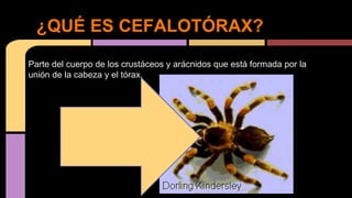 Parte del cuerpo de los crustáceos y arácnidos que está formada por la
unión de la cabeza y el tórax.
¿QUÉ ES CEFALOTÓRAX?
 