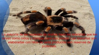 La mayoría de las especies de arañas tejen las telarañas que les
sirven como nidos y trampas para sus presas. Las telarañas son
elaboradas con hilos de seda producida con reservas de
proteínas.
 