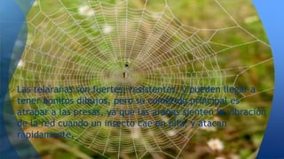 Las telarañas son fuertes, resistentes, y pueden llegar a
tener bonitos dibujos, pero su cometido principal es
atrapar a las presas, ya que las arañas sienten la vibración
de la red cuando un insecto cae en ella, y atacan
rápidamente.
 