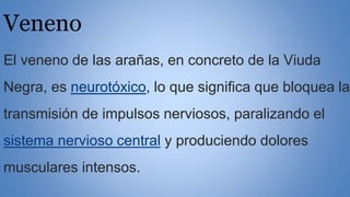 Veneno
El veneno de las arañas, en concreto de la Viuda
Negra, es neurotóxico, lo que significa que bloquea la
transmisión de impulsos nerviosos, paralizando el
sistema nervioso central y produciendo dolores
musculares intensos.
 