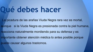 La picadura de las arañas Viuda Negra rara vez es mortal,
aunque si la Viuda Negra es presionada contra la piel humana,
reacciona naturalmente mordiendo para su defensa y es
importante obtener atención médica lo antes posible porque
puede causar algunos trastornos.
Qué debes hacer
 