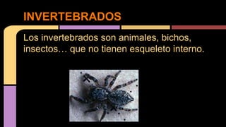 Los invertebrados son animales, bichos,
insectos… que no tienen esqueleto interno.
INVERTEBRADOS
 