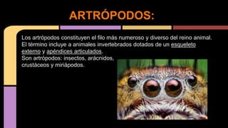 Los artrópodos constituyen el filo más numeroso y diverso del reino animal.
El término incluye a animales invertebrados dotados de un esqueleto
externo y apéndices articulados.
Son artrópodos: insectos, arácnidos,
crustáceos y miriápodos.
ARTRÓPODOS:
 