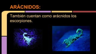 También cuentan como arácnidos los
escorpiones.
ARÁCNIDOS:
 