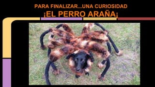 PARA FINALIZAR...UNA CURIOSIDAD
¡EL PERRO ARAÑA¡
 