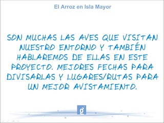 El Arroz en Isla Mayor




SON MUCHAS LAS AVES QUE VISITAN
   NUESTRO ENTORNO Y TAMBIÉN
  HABLAREMOS DE ELLAS EN ESTE
 PROYECTO. MEJORES FECHAS PARA
DIVISARLAS Y LUGARES/RUTAS PARA
    UN MEJOR AVISTAMIENTO.
 