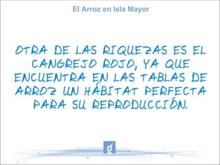 El Arroz en Isla Mayor




OTRA DE LAS RIQUEZAS ES EL
  CANGREJO ROJO, YA QUE
ENCUENTRA EN LAS TABLAS DE
ARROZ UN HÁBITAT PERFECTA
  PARA SU REPRODUCCIÓN.
 