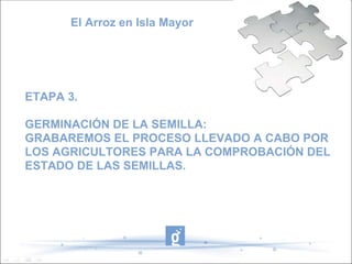 El Arroz en Isla Mayor




ETAPA 3.

GERMINACIÓN DE LA SEMILLA:
GRABAREMOS EL PROCESO LLEVADO A CABO POR
LOS AGRICULTORES PARA LA COMPROBACIÓN DEL
ESTADO DE LAS SEMILLAS.
 
