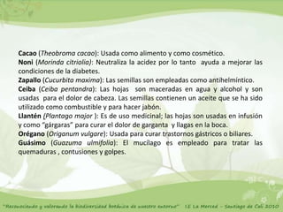Cacao (Theobroma cacao): Usada como alimento y como cosmético.
Noni (Morinda citriolia): Neutraliza la acidez por lo tanto ayuda a mejorar las
condiciones de la diabetes.
Zapallo (Cucurbita maxima): Las semillas son empleadas como antihelmíntico.
Ceiba (Ceiba pentandra): Las hojas son maceradas en agua y alcohol y son
usadas para el dolor de cabeza. Las semillas contienen un aceite que se ha sido
utilizado como combustible y para hacer jabón.
Llantén (Plantago major ): Es de uso medicinal; las hojas son usadas en infusión
y como “gárgaras” para curar el dolor de garganta y llagas en la boca.
Orégano (Origanum vulgare): Usada para curar trastornos gástricos o biliares.
Guásimo (Guazuma ulmifolia): El mucílago es empleado para tratar las
quemaduras , contusiones y golpes.
 