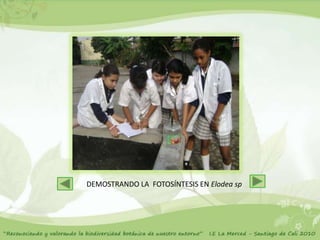 DEMOSTRANDO LA FOTOSÍNTESIS EN Elodea sp
 