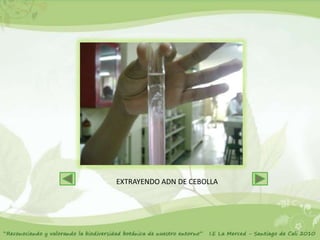 EXTRAYENDO ADN DE CEBOLLA
 