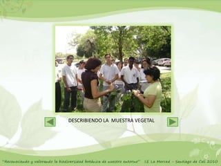 DESCRIBIENDO LA MUESTRA VEGETAL
 