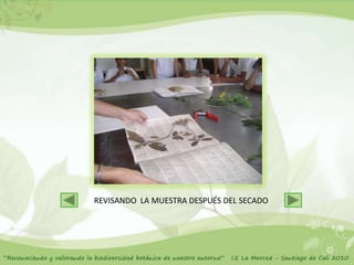 REVISANDO LA MUESTRA DESPUÉS DEL SECADO
 