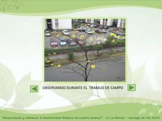 OBSERVANDO DURANTE EL TRABAJO DE CAMPO
 