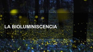 LA BIOLUMINISCENCIA
 