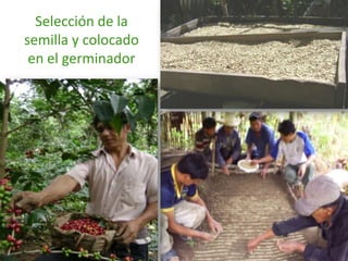 Selección de la semilla y colocado en el germinador 