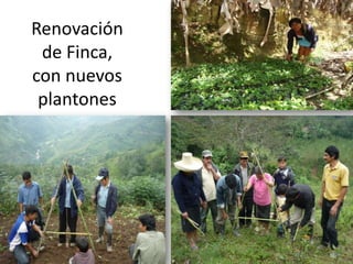 Renovación de Finca, con nuevos plantones