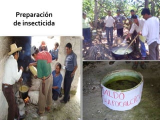 Preparación de insecticida