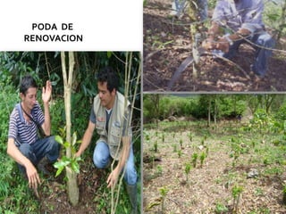 PODA  DE  RENOVACION