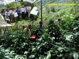 PRACTICA  C.P.   EL CUMBE