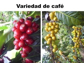 Variedad de café