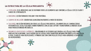 LA ESTRUCTURA DE LA CÉLULA PROCARIOTA
CITOPLASMA: ES EL MEDIO EN EL QUE SE DISPONEN TODOS LOS ELEMENTOS QUE CONTIENE LA CÉLULA. ESTE ES FLUIDO Y
CARECE DE CITOESQUELETO.
RIBOSOMAS: ESTÁN FORMADOS POR ARN Y POR PROTEÍNAS.
CUERPOS DE INCLUSIÓN: SIRVEN PARA ALMACENAR NUTRIENTES A MODO DE RESERVA.
TILACOIDES: NO ESTÁN PRESENTES EN TODAS LAS CÉLULAS PROCARIOTAS, SOLAMENTE EN LAS CIANOBACTERIAS
FOTOSINTÉTICAS. ESTOS TILACOIDES TIENEN PIGMENTOS CON LOS QUE CAPTAN Y TRANSFORMAN LA ENERGÍA SOLAR
PARA PRODUCIR ENERGÍA METABÓLICA.
ORGANELOS ADAPTATIVOS O APÉNDICES: SON ORGANELOS ACCESORIOS QUE SIRVEN A LAS CÉLULAS PARA TENER
VENTAJAS EN SU ENTORNO. TALES PUEDEN SER PILI SEXUAL PARA TRANSFERIR INFORMACIÓN GENÉTICA DE UNA CÉLULA
A OTRA, FLAGELOS PARA DESPLAZARSE, O FIMBRIAS QUE SON COMO PELILLOS ÚTILES PARA ADHERIRSE A SUPERFICIES
DE HOSPEDADORES.
 