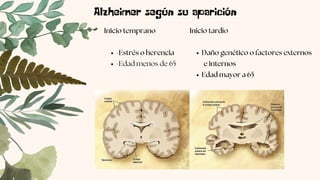 Alzheimer según su aparición
-Estrés o herencia
-Edad menos de 65
Inicio temprano
Daño genético o factores externos
Edad m...