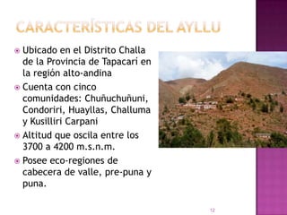 CARACTERÍSTICAS DEL AYLLUUbicado en el Distrito Challa de la Provincia de Tapacarí en la región alto-andinaCuenta con cinco comunidades: Chuñuchuñuni, Condoriri, Huayllas, Challuma y KusilliriCarpaniAltitud que oscila entre los 3700 a 4200 m.s.n.m.Posee eco-regiones de cabecera de valle, pre-puna y puna. 12