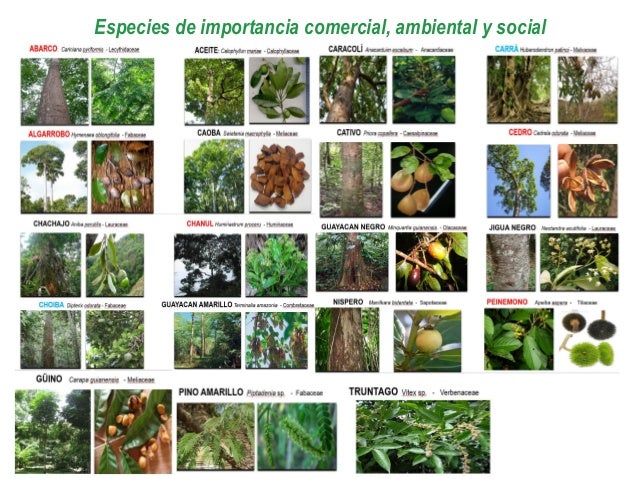 Presentaci n Proyecto Madera Choc 