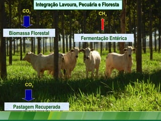 CO2
CH4
Pastagem Recuperada
Fermentação Entérica
CO2
Biomassa Florestal
Integração Lavoura, Pecuária e FlorestaIntegração Lavoura, Pecuária e Floresta
 