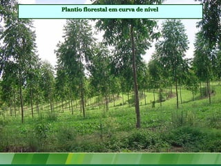 Plantio florestal em curva de nívelPlantio florestal em curva de nível
 