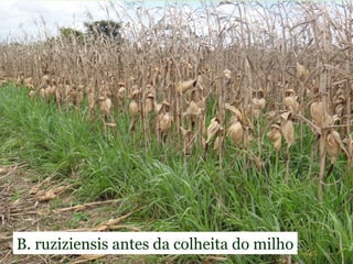 B. ruziziensis antes da colheita do milho
 