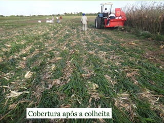Cobertura após a colheita
 