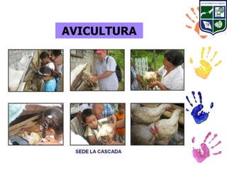 AVICULTURA
 