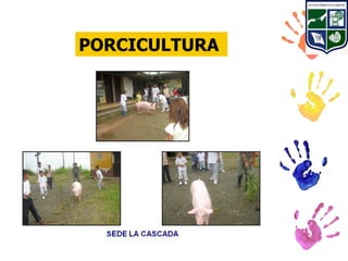 PORCICULTURA
 