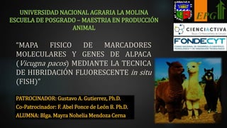 PATROCINADOR: Gustavo A. Gutierrez, Ph.D.
Co-Patrocinador: F. Abel Ponce de León B. Ph.D.
ALUMNA: Blga. Mayra Nohelia Mendoza Cerna
UNIVERSIDAD NACIONAL AGRARIA LA MOLINA
ESCUELA DE POSGRADO – MAESTRIA EN PRODUCCIÓN
ANIMAL
“MAPA FISICO DE MARCADORES
MOLECULARES Y GENES DE ALPACA
(Vicugna pacos) MEDIANTE LA TECNICA
DE HIBRIDACIÓN FLUORESCENTE in situ
(FISH)”
 