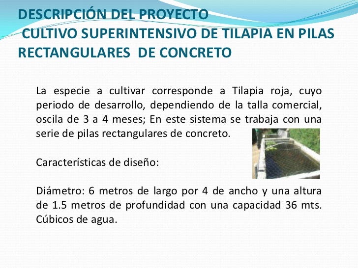 Presentación proyecto tilapia