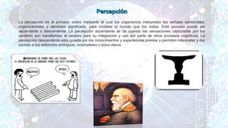 La percepción es el proceso activo mediante el cual los organismos interpretan las señales sensoriales,
organizándolas y dándoles significado, para modelar el mundo que los rodea. Este proceso puede ser
ascendente o descendente. La percepción ascendente se da cuando las sensaciones capturadas por los
sentidos son transferidas al cerebro para su integración y uso por parte de otros procesos cognitivos. La
percepción descendente está guiada por los conocimientos y experiencias previas y permiten interpretar y dar
sentido a los estímulos ambiguos, incompletos o poco claros.
 