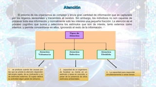 El entorno de los organismos es complejo y envía gran cantidad de información que es capturada
por los órganos sensoriales y transmitida al cerebro. Sin embargo, los individuos no son capaces de
procesar toda esa información y normalmente solo les interesa una pequeña fracción. La atención es el
proceso cognitivo que busca y selecciona los estímulos que son de interés, tanto externos como
internos, y permite concentrarse en ellos, ignorando el resto de la información.
1. se produce cuando las causas por
las que se presta la atención dependen
del propio sujeto, de su motivación y no
de estímulos externos. El sujeto dedica
su actividad algún grado de esfuerzo.
2. capacidad de un organismo
de focalizar su mente en un
estímulo o tarea en concreto, a
pesar de la presencia de otros
estímulos ambientales.
3. La capacidad para responder
simultáneamente a varias tareas.
 